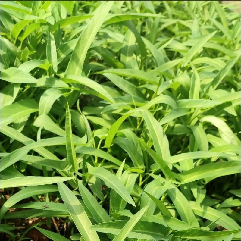泰国空心菜种子500克原装竹叶空心菜种子旱地水田种