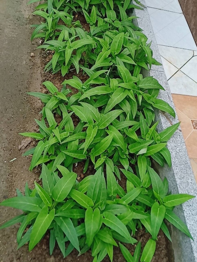 泰国空心菜种子500克原装竹叶空心菜种子旱地水田种