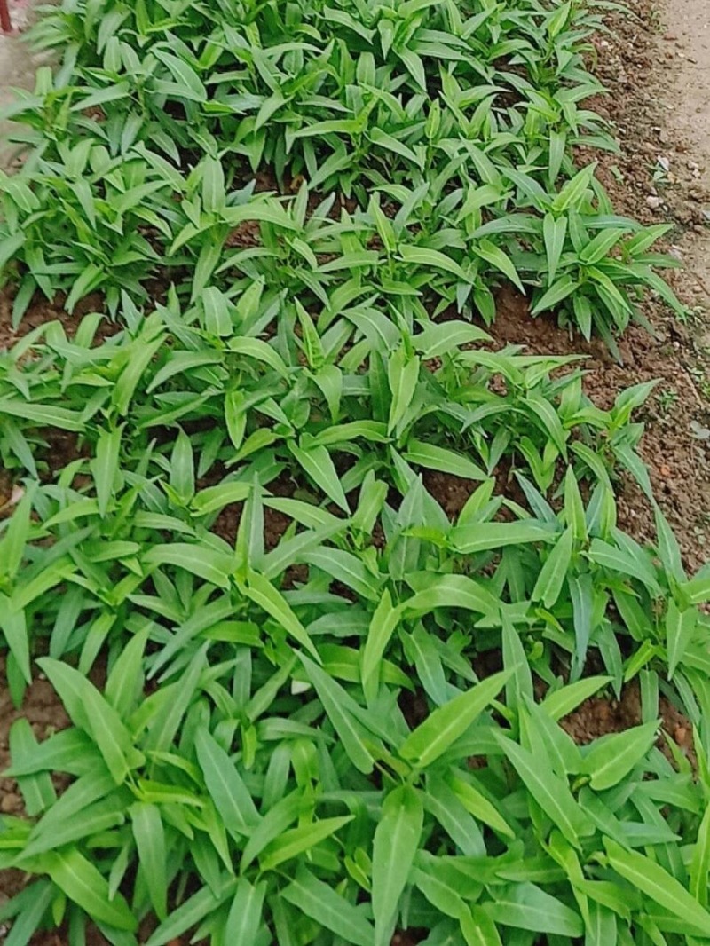 泰国空心菜种子500克原装竹叶空心菜种子旱地水田种