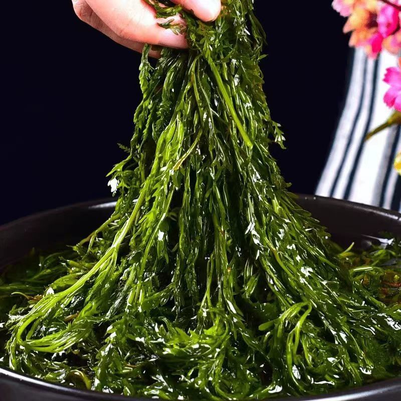 鞭炮笋长寿菜凉拌菜盐渍马尾藻火锅食材