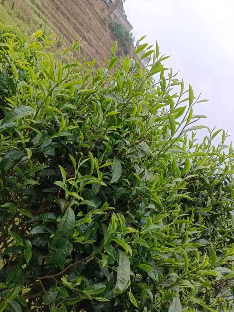云南生态普洱正宗产地一手货源量大从优品质保证