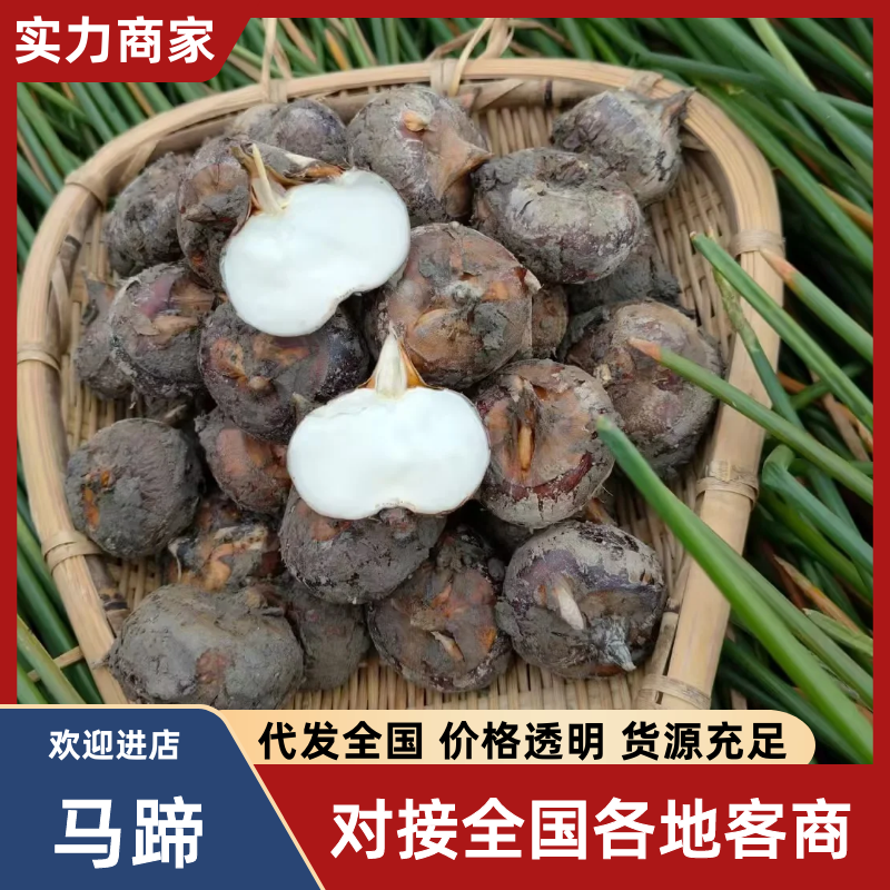 【马蹄】荸荠湖北毛马蹄大量供应品质保证全国发货