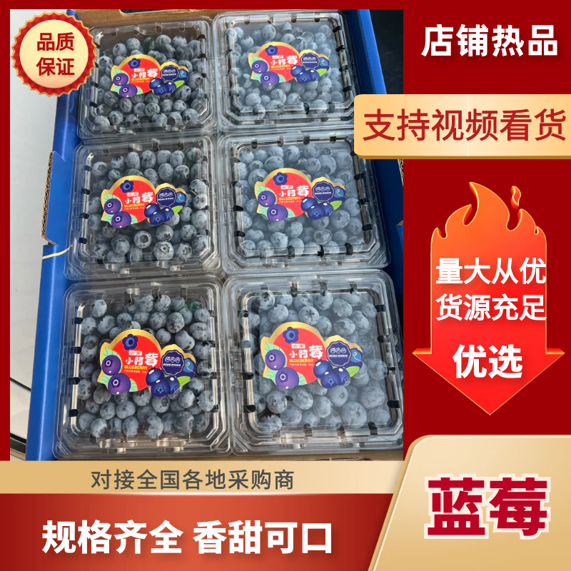 云南建水蓝莓产地直发规格齐全品质好对接电商市场等