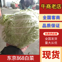 【现摘现发】青稞白菜基地直发全国发货欢迎老板们订购