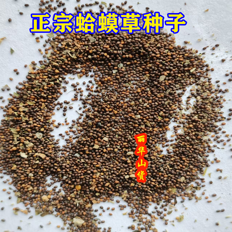 蛤蟆皮草种子新采正宗癞蛤蟆草种有新货嫩草整颗带根