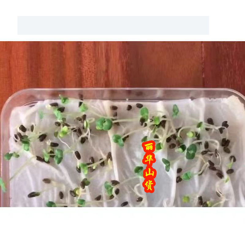 蛤蟆皮草种子新采正宗癞蛤蟆草种有新货嫩草整颗带根