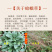 蛤蟆皮草种子新采正宗癞蛤蟆草种有新货嫩草整颗带根