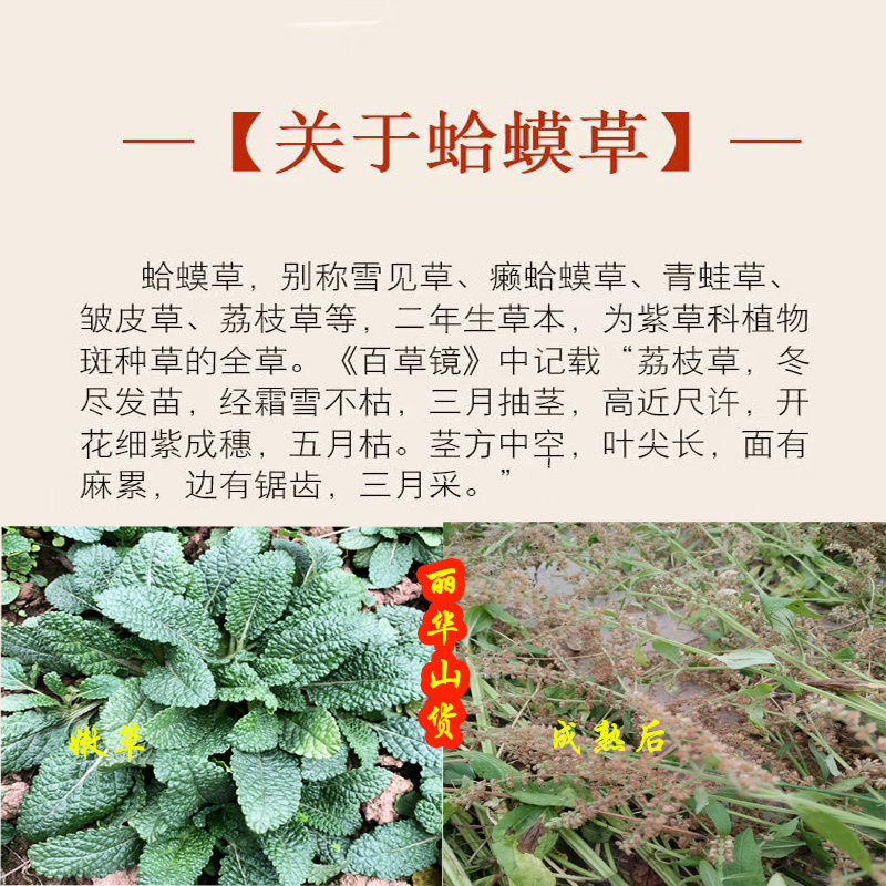 蛤蟆皮草种子新采正宗癞蛤蟆草种有新货嫩草整颗带根