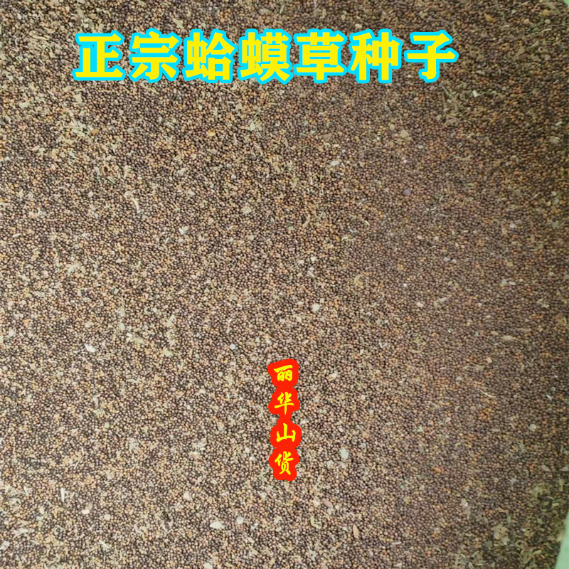 蛤蟆皮草种子新采正宗癞蛤蟆草种有新货嫩草整颗带根