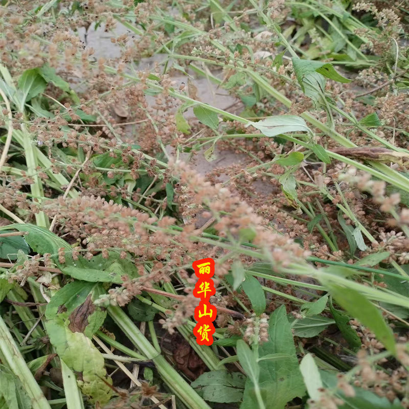 蛤蟆皮草种子新采正宗癞蛤蟆草种有新货嫩草整颗带根