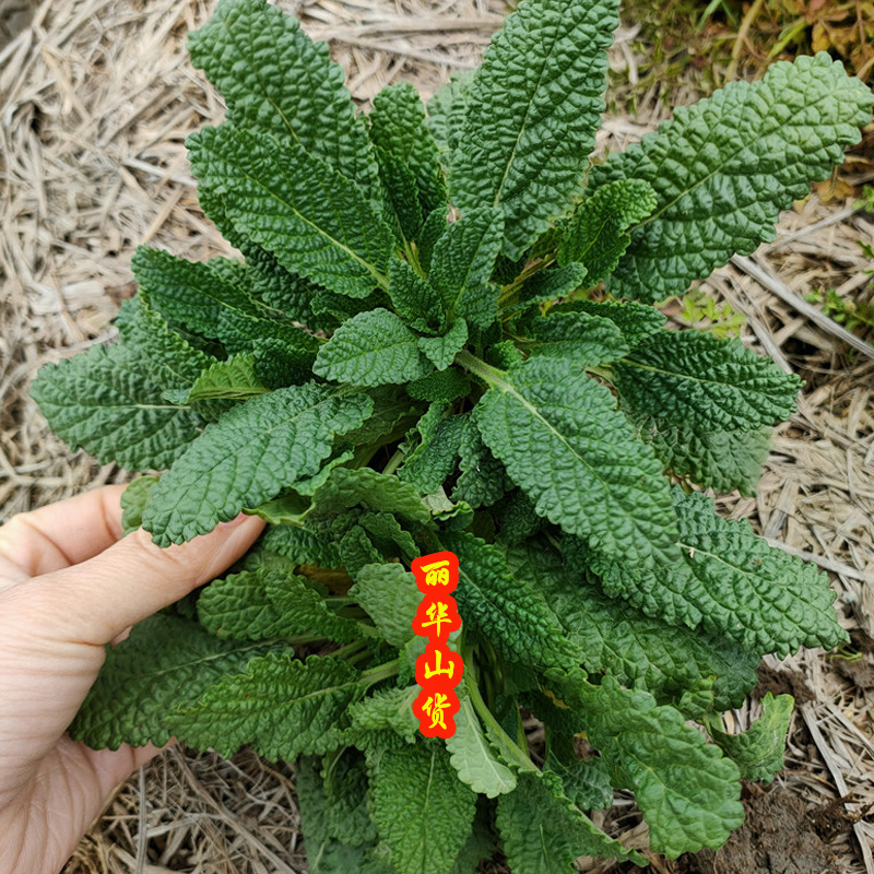 蛤蟆皮草种子新采正宗癞蛤蟆草种有新货嫩草整颗带根