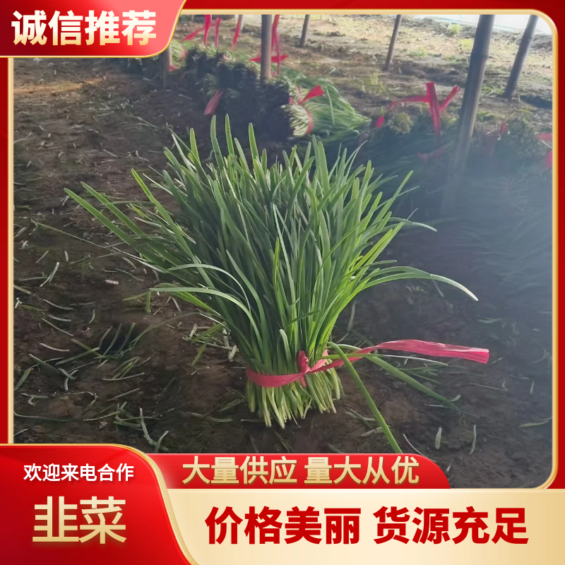 量大从优红白根韭菜货源充足河南产区质量保证