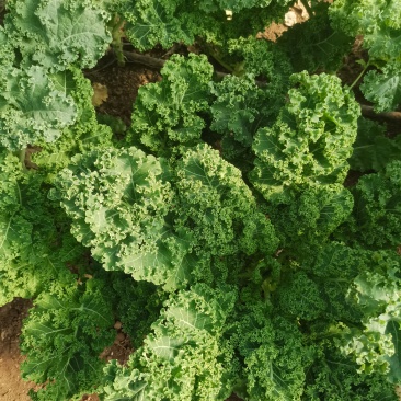 羽衣甘蓝山东潍坊寿光羽衣甘蓝颜色靓丽不烧边货量大按需求
