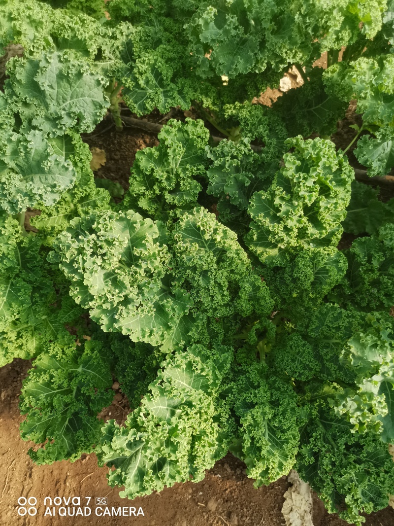 羽衣甘蓝山东潍坊寿光羽衣甘蓝颜色靓丽不烧边货量大按需求