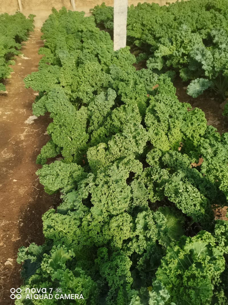 羽衣甘蓝山东潍坊寿光羽衣甘蓝颜色靓丽不烧边货量大按需求