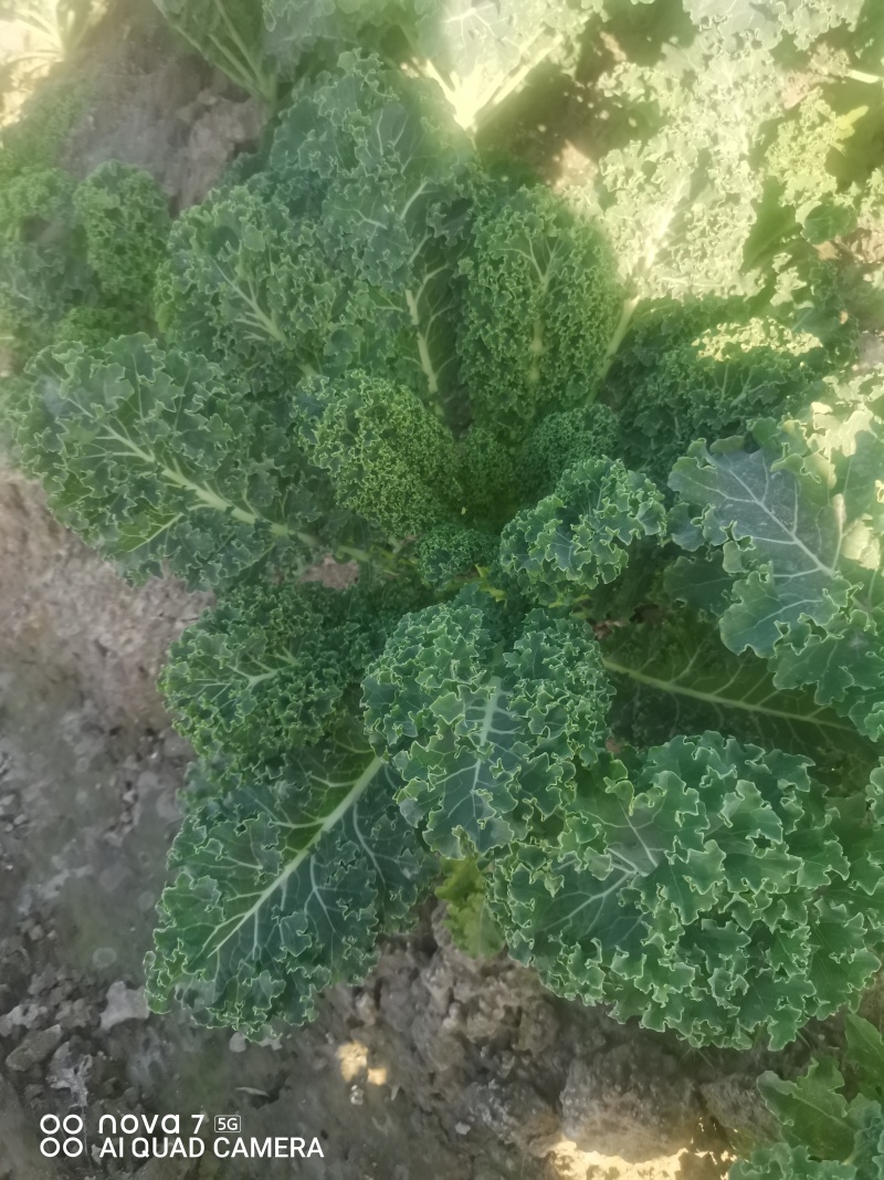 羽衣甘蓝山东潍坊寿光羽衣甘蓝颜色靓丽不烧边货量大按需求