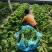 羽衣甘蓝山东潍坊寿光羽衣甘蓝颜色靓丽不烧边货量大按需求