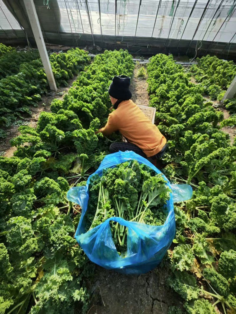 羽衣甘蓝山东潍坊寿光羽衣甘蓝颜色靓丽不烧边货量大按需求