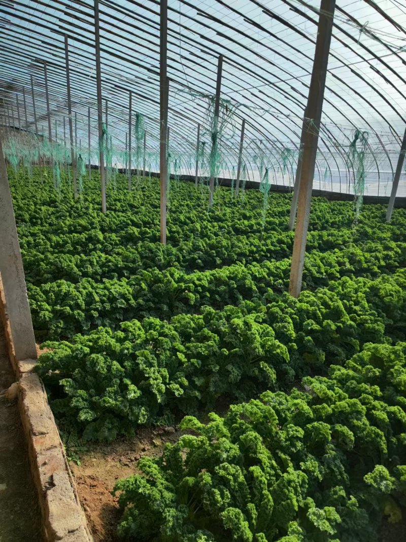 羽衣甘蓝山东潍坊寿光羽衣甘蓝颜色靓丽不烧边货量大按需求