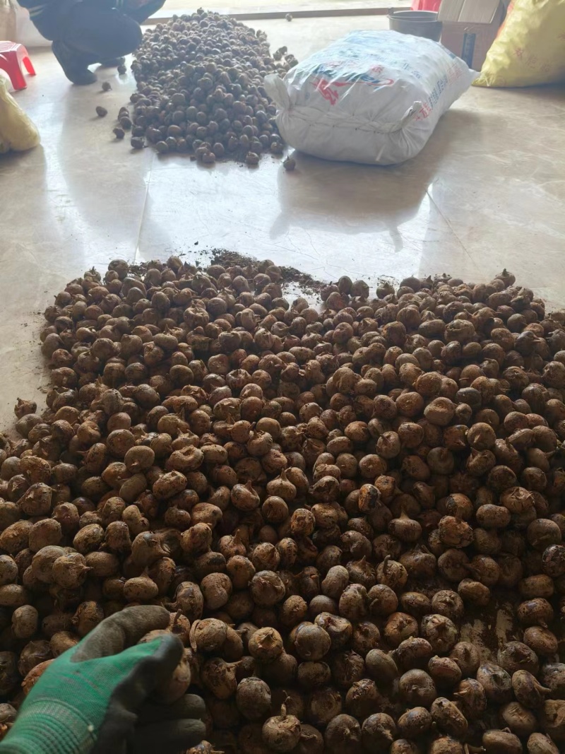 【毛马蹄】广西贵港荸荠产地直供质量保证一手货源全国发货