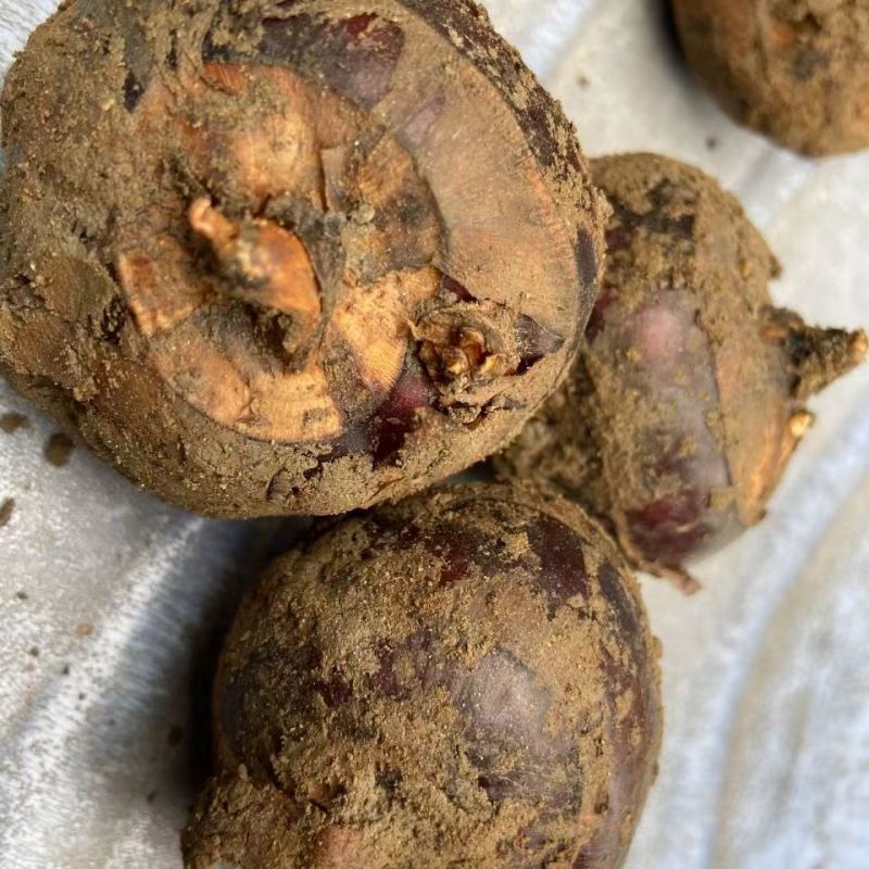 【毛马蹄】广西贵港荸荠产地直供质量保证一手货源全国发货