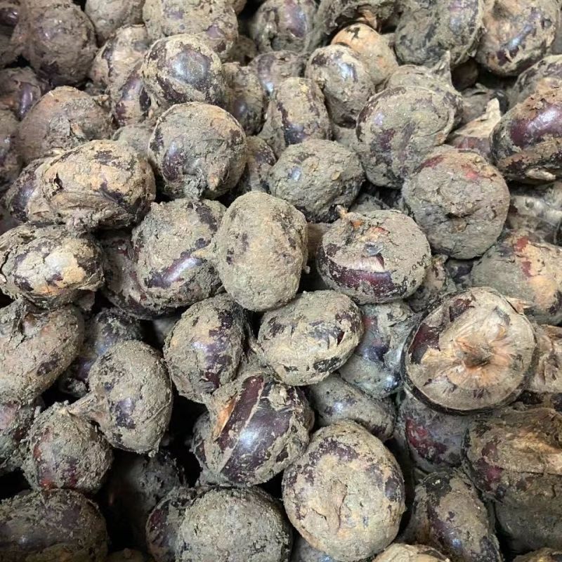 【毛马蹄】广西贵港荸荠产地直供质量保证一手货源全国发货