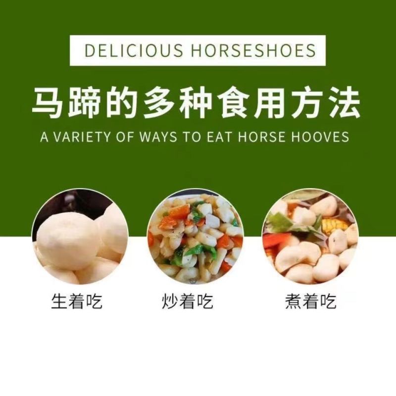 【毛马蹄】广西贵港荸荠产地直供质量保证一手货源全国发货