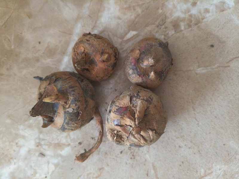 【毛马蹄】广西贵港荸荠产地直供质量保证一手货源全国发货
