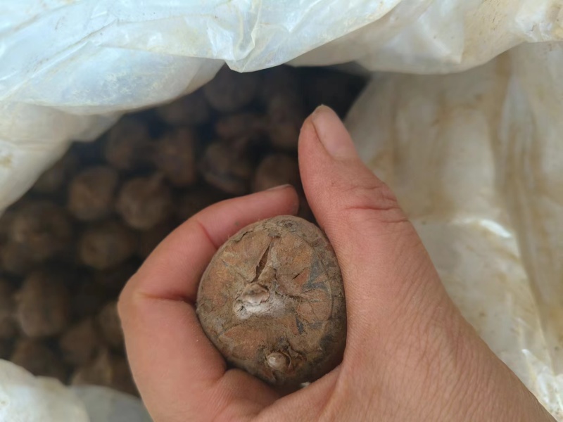 【毛马蹄】广西贵港荸荠产地直供质量保证一手货源全国发货