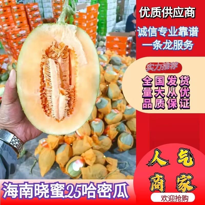 哈密瓜晓蜜25号大量供应一手货源品质保证量大优惠
