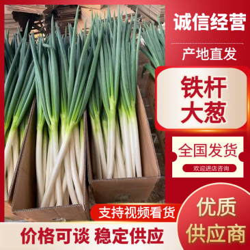 山东安丘铁杆大葱全国发货规格齐全质量保证
