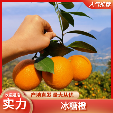 脐橙冰糖橙产地直供果面干净口感纯甜无酸量大优