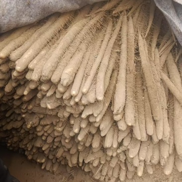 白玉山药产地货源充足保质保量对接市场商超欢迎电话联系