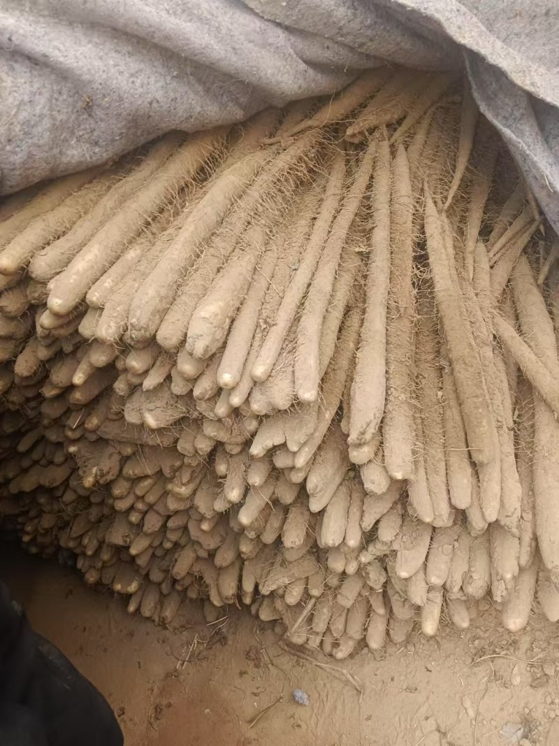 白玉山药产地货源充足保质保量对接市场商超欢迎电话联系