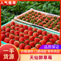 【推荐】商丘天仙醉草莓基地货源充足规格齐全现摘现发