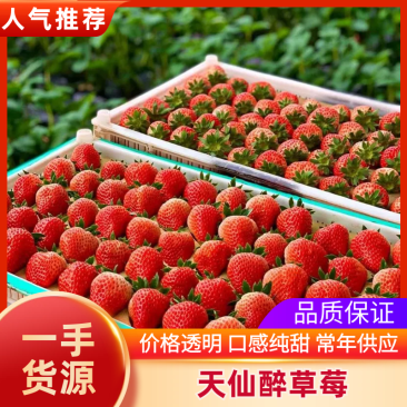 【推荐】商丘天仙醉草莓基地货源充足规格齐全现摘现发