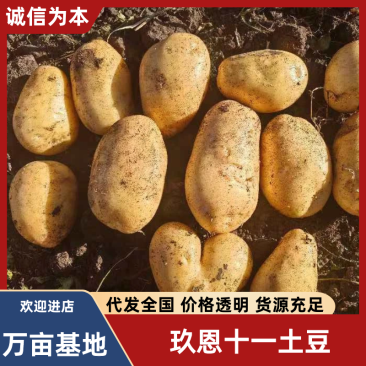 【玖恩11土豆】网棚薯下地的玖恩十一土豆基地直发对接全国