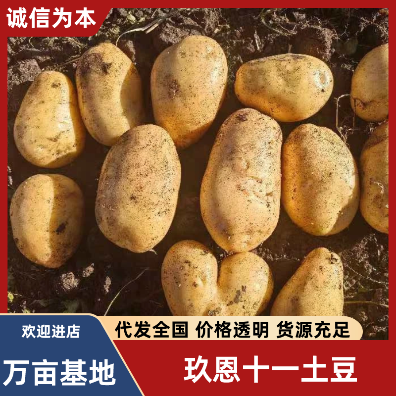 【玖恩11土豆】网棚薯下地的玖恩十一土豆基地直发对接全国