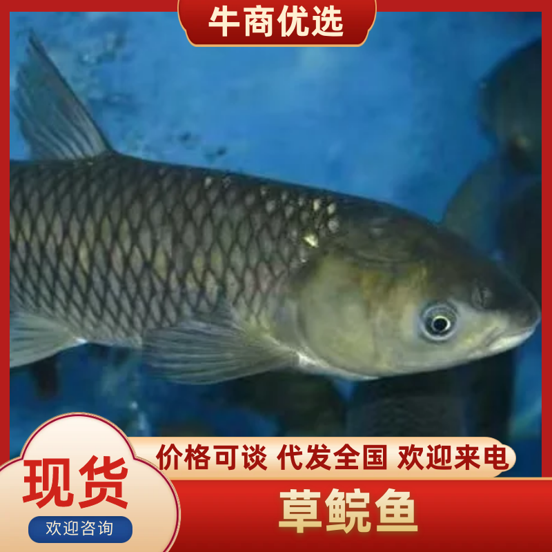 草鱼
