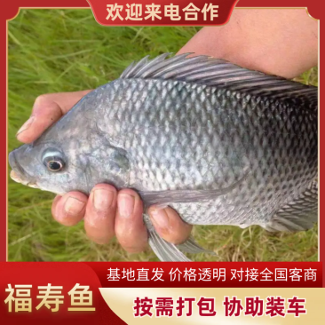福寿鱼