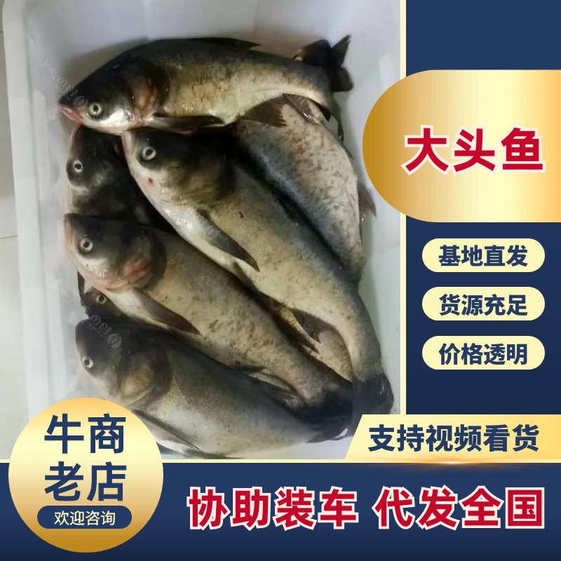 大头鱼