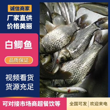 白鲫鱼优质品类