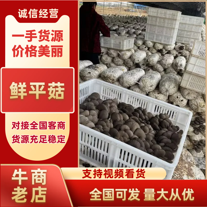 精选鲜平菇特优蘑菇肉厚质嫩基地直发量大从优