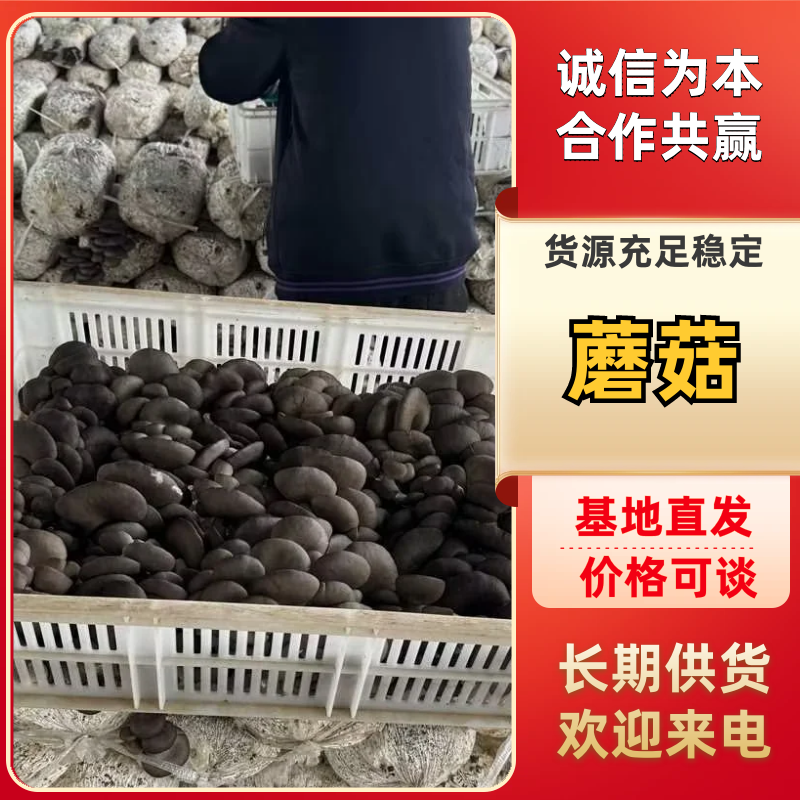 鲜平菇蘑菇5~7cm肉厚质嫩特选蘑菇量大从优