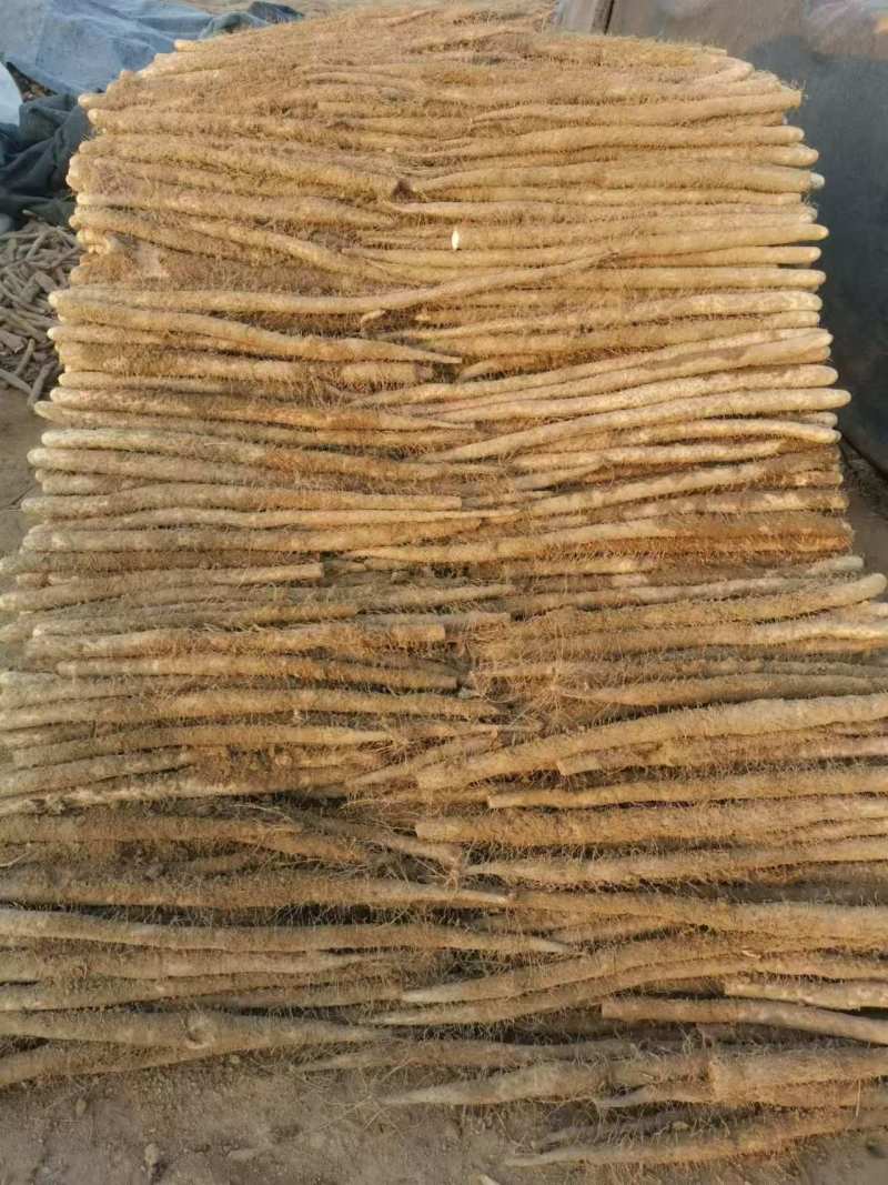 河北邯郸麻山药货源充足对接商超市场欢迎电话联系