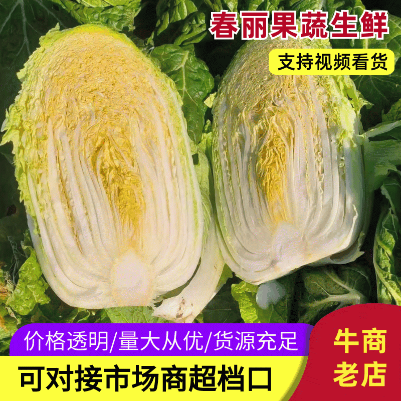 【热卖中】江苏白菜黄心白菜产地直发保质保量可对接商超