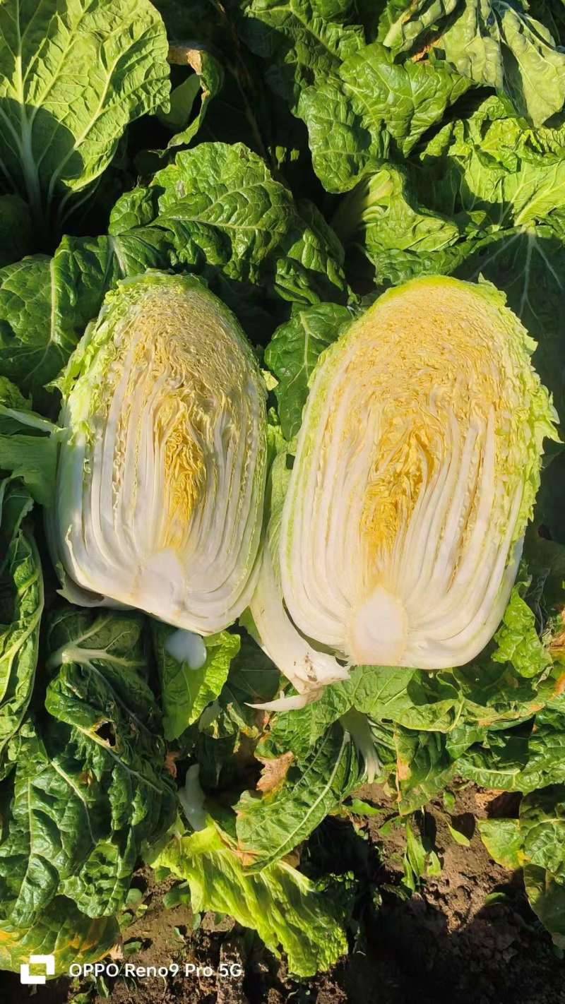 【热卖中】江苏白菜黄心白菜产地直发保质保量可对接商超