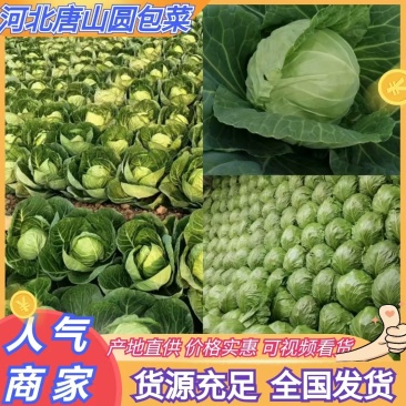 【推荐】河北甘蓝圆包菜一手货源供应市场商超电商量大价优