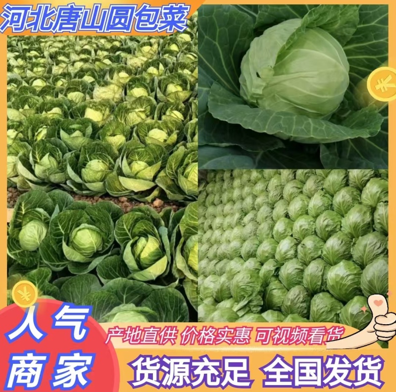 【推荐】河北甘蓝圆包菜一手货源供应市场商超电商量大价优