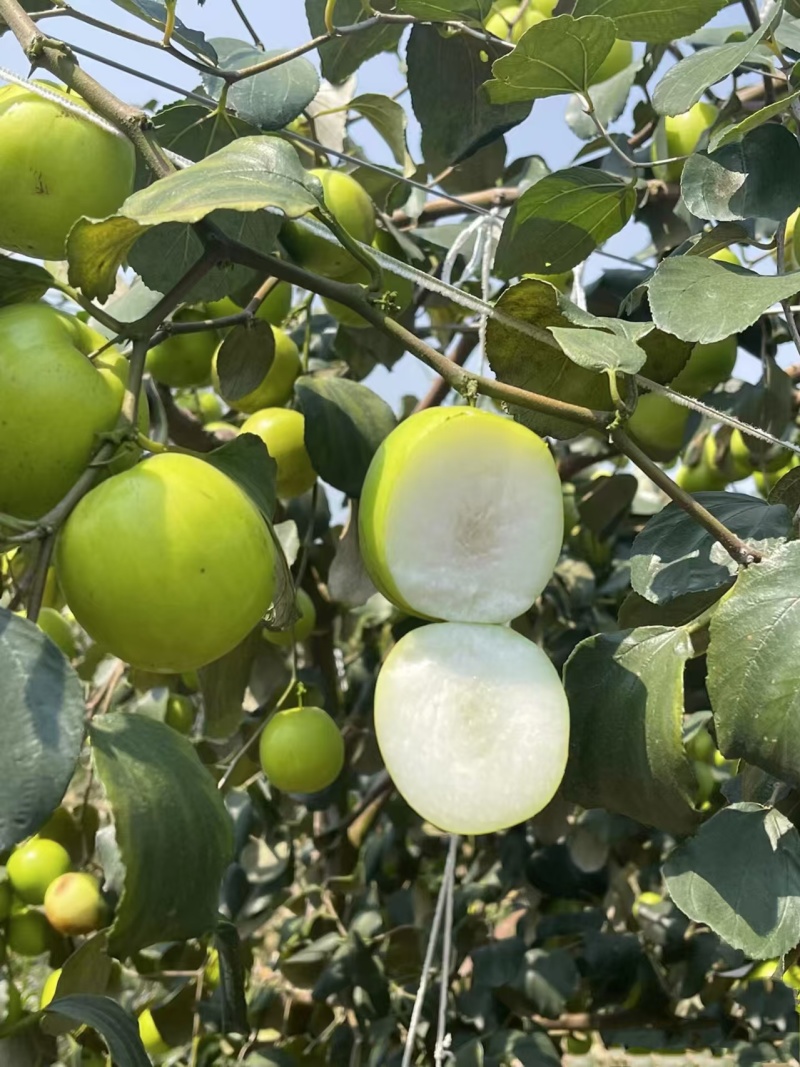 牛奶青枣（广西青枣）一手货源量大价优，可视频看货代发全国